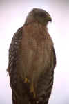 hawk2.jpg (11382 ֽ)