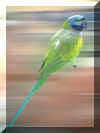 parrot10.jpg (488131 ֽ)