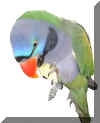 parrot11.jpg (153091 ֽ)