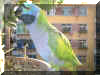 parrot12.jpg (447900 ֽ)