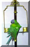 parrot1.jpg (23662 ֽ)