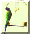 parrot3.jpg (11767 ֽ)