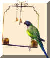 parrot4.jpg (15910 ֽ)