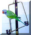 parrot5.jpg (12683 ֽ)